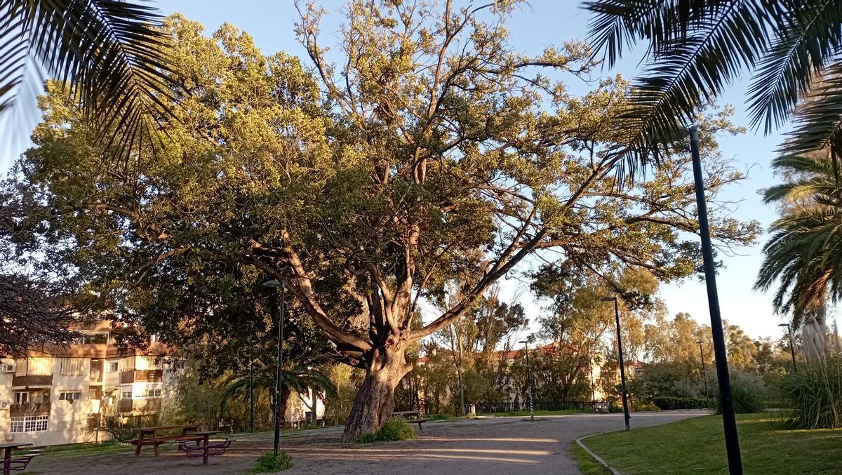 El gran ficus del jardín de El Cónsul, en la actualidad.