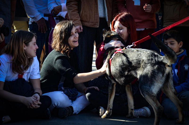 Fundación Bioparc y AUPA celebran el 15º Desfiles de perros abandonados