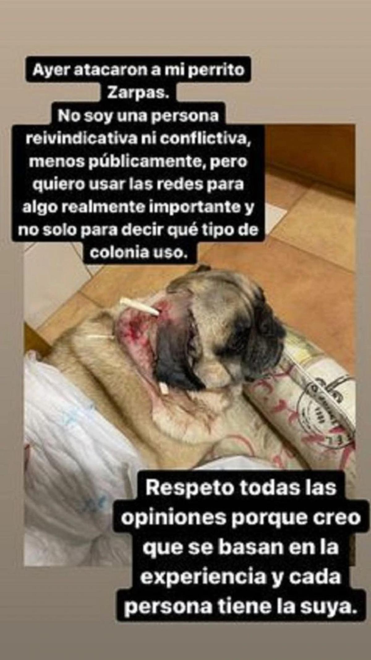 El carlino de Marco Asensio y Sandra Garal sufrió un violento ataque de otro perro