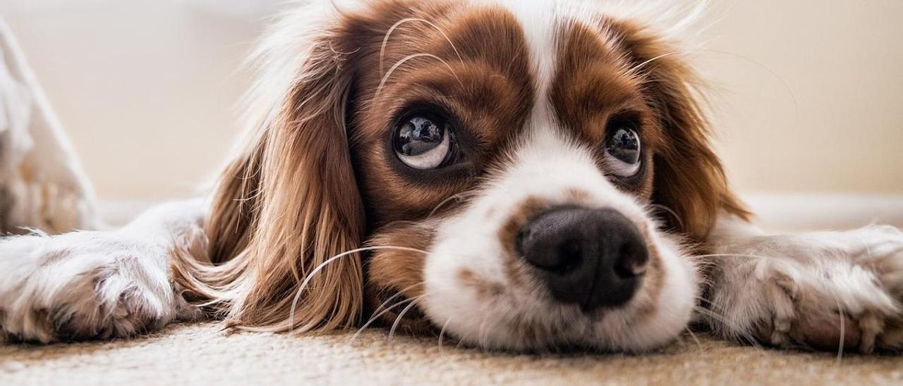 Siete razas de perros ideales para pisos pequeños