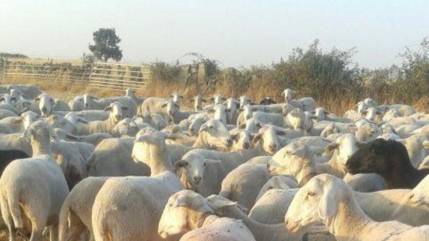 Una oveja herida tras el ataque en la ganadería de Torrefrades