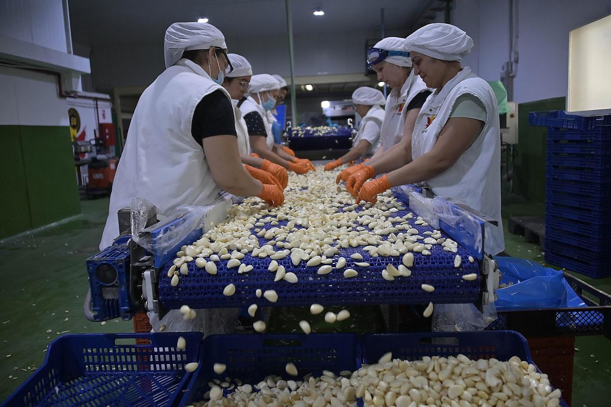 Proceso de seleción en Ajos Imperio, empresa exportadora ubicada en Benejuzar.