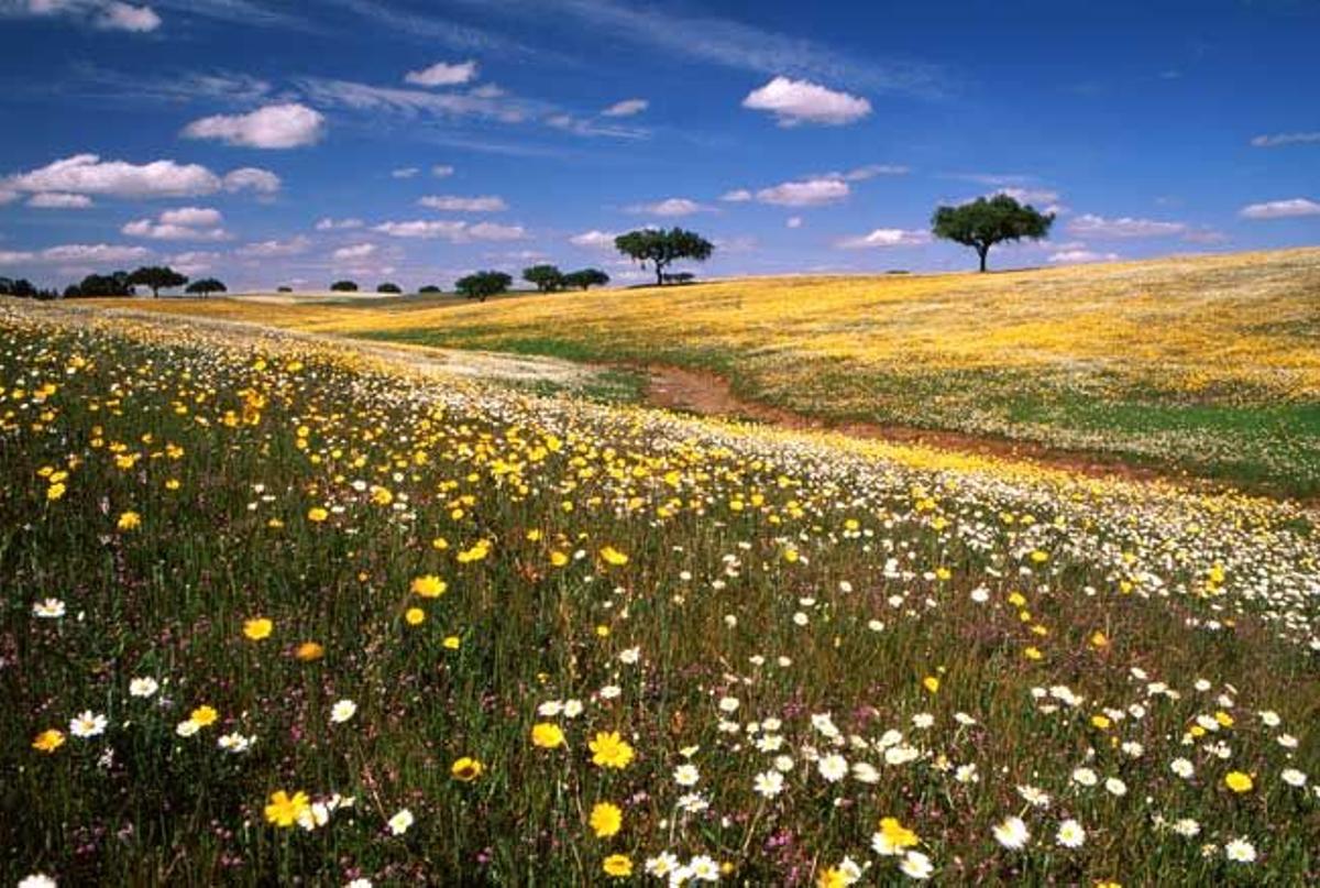 Paisaje en Castro Verde