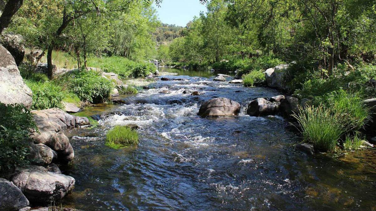 Los ríos y torrentes necesitan la vegetación para funcionar adecuadamente