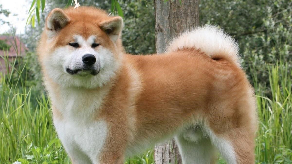 Akita Inu.
