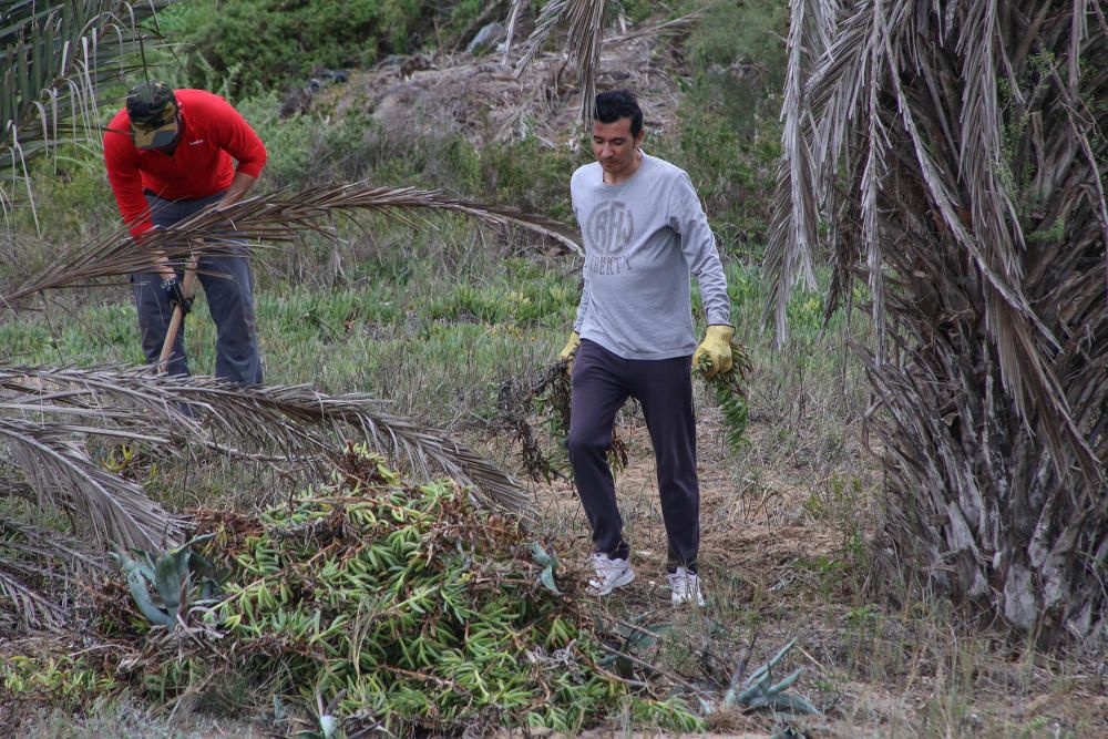 Repoblación dunar en Guardamar