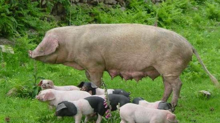 Porcos celtas en una explotación de la provincia.  // Faro