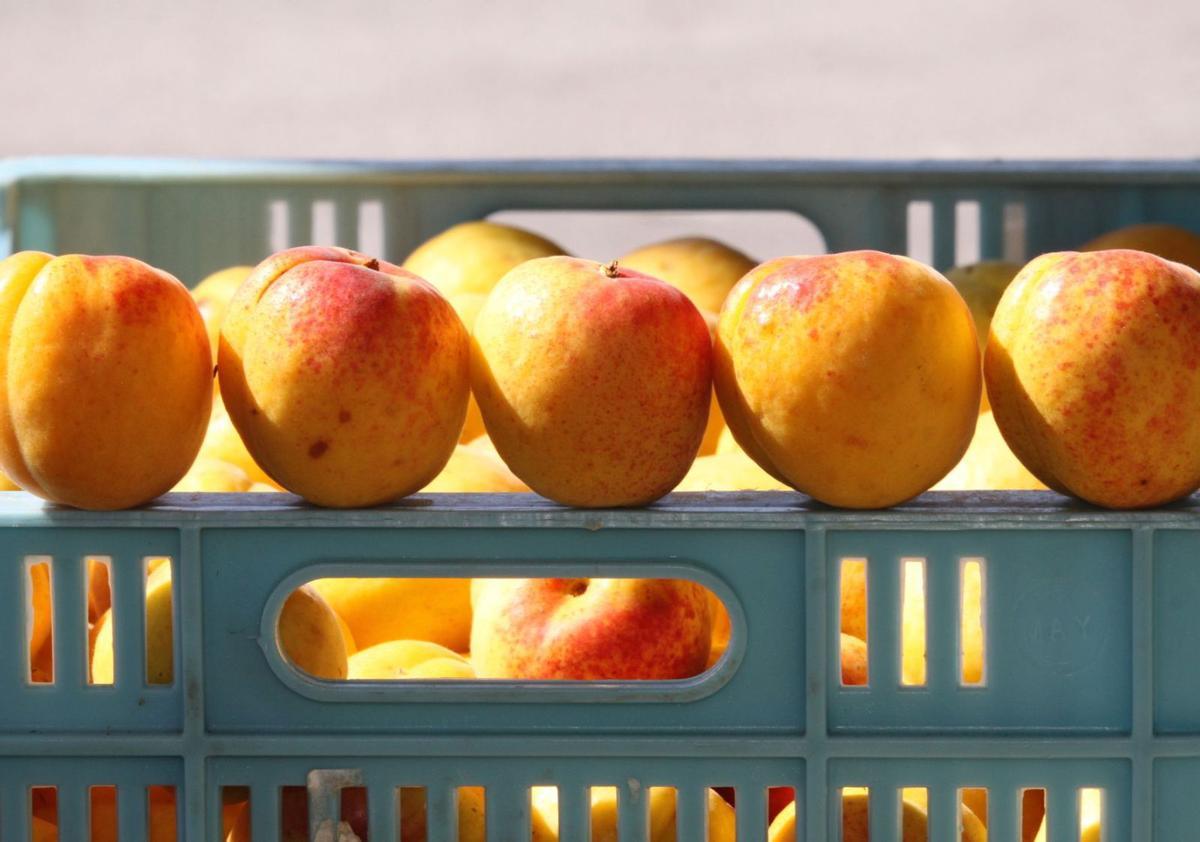 Wie göttlich sind bitte Aprikosen? Hier fotografiert in Porreres, der Inselhauptstadt des rötlich-güldenen Obstes.   | FOTO: NELE BENDGENS