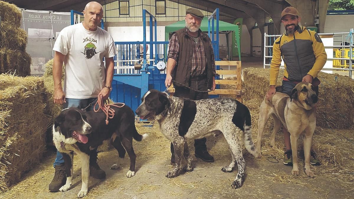 Maikel Coviella con «Bardu», Gausón Gutierri con «Lola» y Andoni Madariaga con «Bres», ayeen Cangas del Narcea. | S. Arias