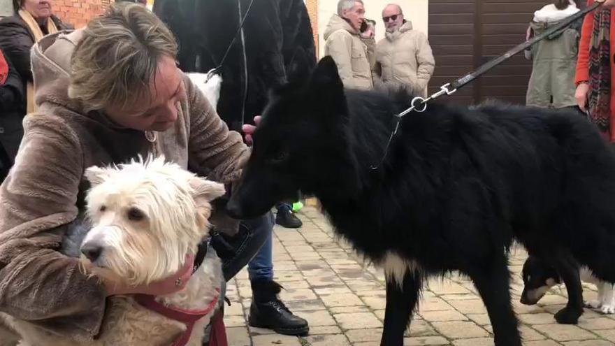 Zamora | Bendición de mascotas por San Antón 2020