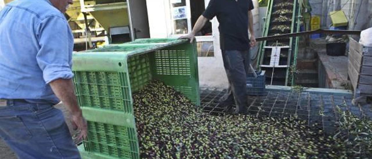 Operación de descarga de aceitunas en la almazara de Millena.