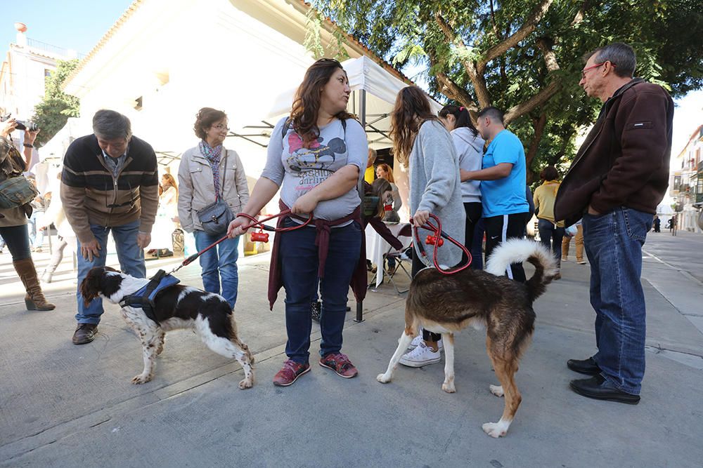 Es Mercat Vell acoge una jornada de adopción responsable promovida por el Centro de Protección Animal de sa Coma.