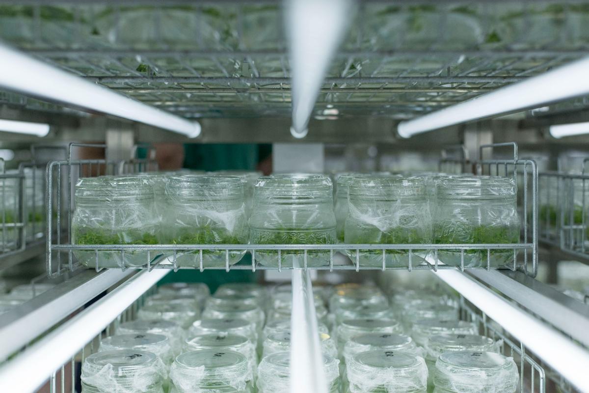 Microplantas creciendo en un frasco de laboratorio, bajo condiciones de alta seguridad en las instalaciones que la empresa Agromillora tiene en Subirats (Alt Penedès).