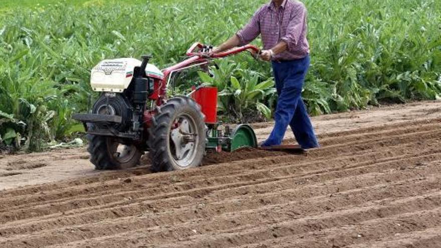 Cultivo de chufa en Meliana.