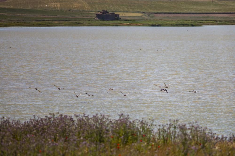 Aves en Villafáfila