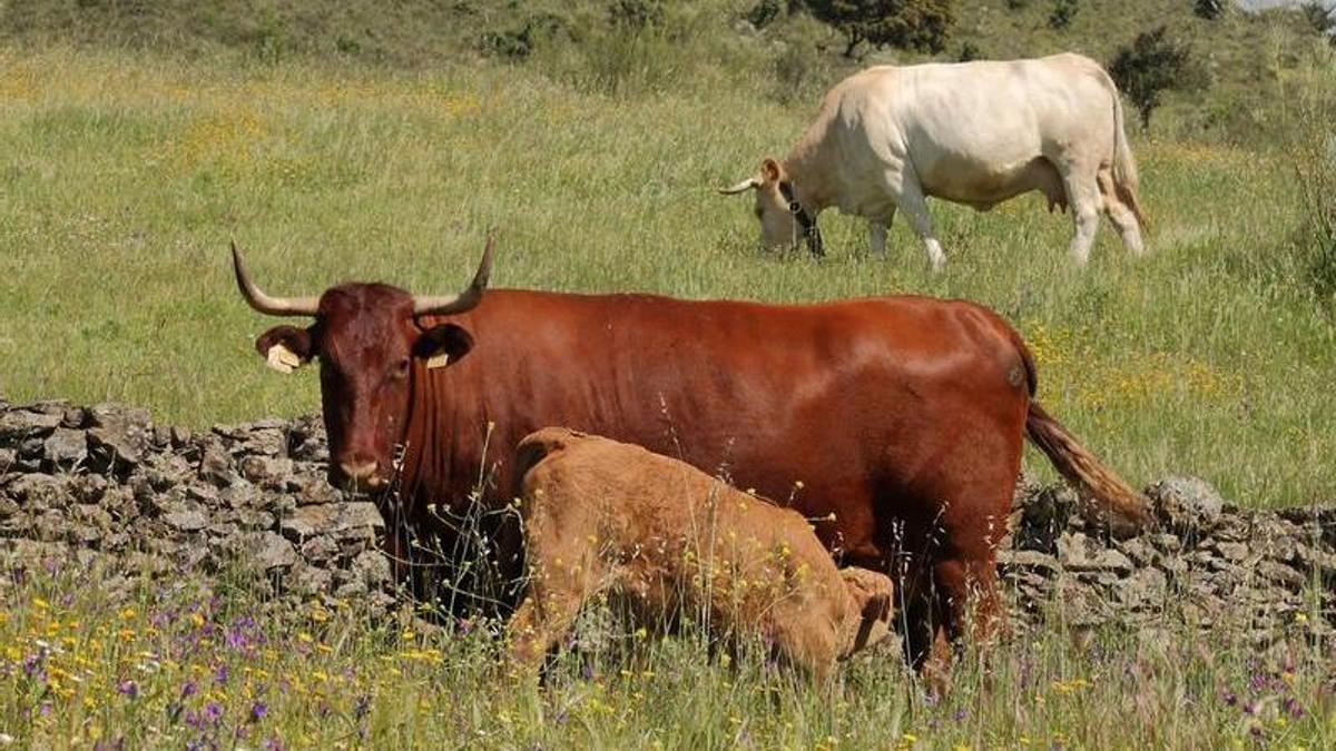 Ganado durante el pastoreo en la dehesa.