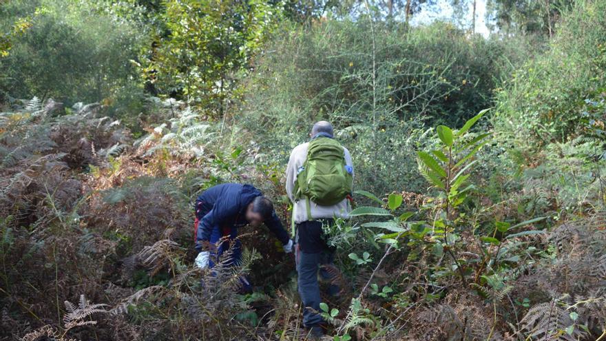 Labores de limpieza de una parcela desbordada de maleza en Tomiño.