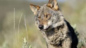 El lobo ibérico va a cazarse a niveles máximos en Cantabria