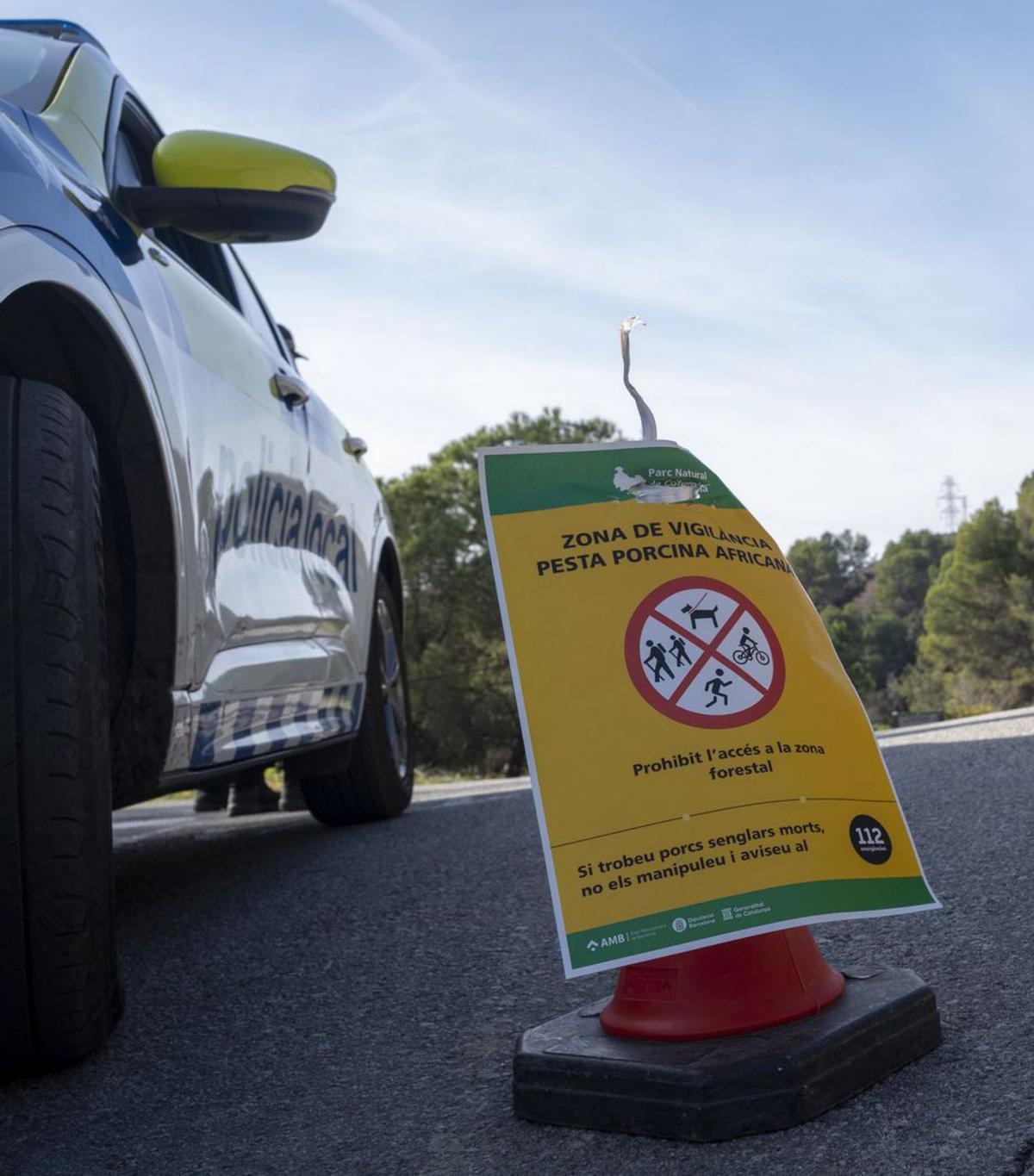 Detectats quatre nous casos de pesta porcina