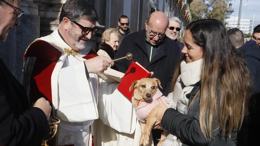 Bendición de mascotas cordobesas por San Antón