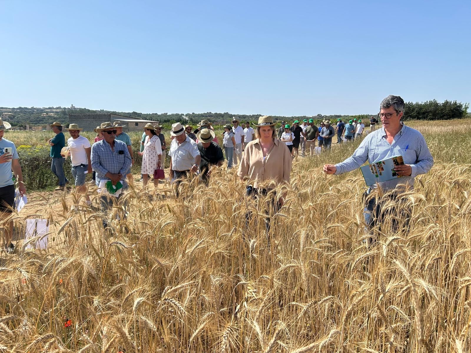 Agricultura | La jornada en el campo experimental de cereales en Maria de la Salut, en imágenes