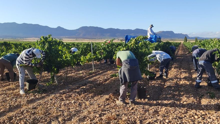 Seis inspectores velaran por la calidad de la uva de la DO Jumilla durante la vendimia