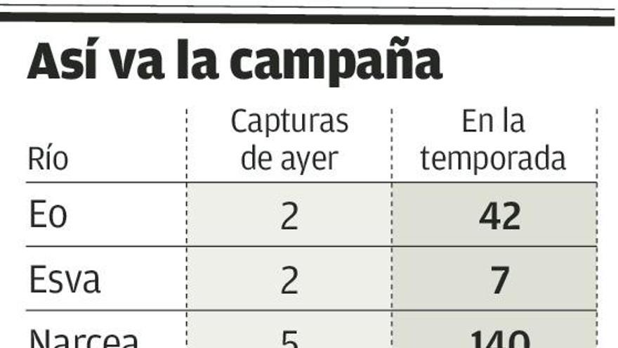 El Esva aporta dos salmones de los 25 sacados en la jornada de ayer