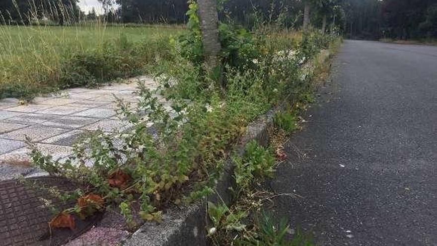 Hierbas y maleza cubren la acera en un vial de Silleda.