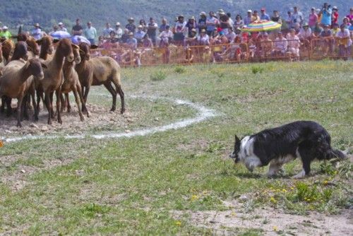 La Valleta de Agres ha sido un año más el escenario del Concurs de Gossos de Ramat