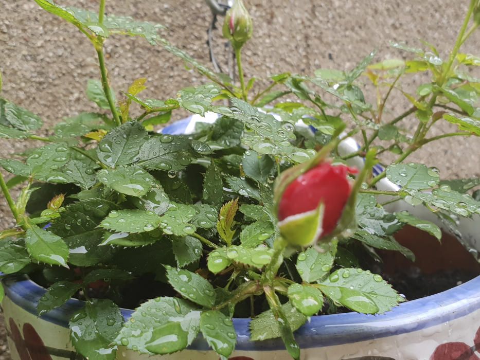 Sota la pluja. El roser miniatura o roser nan, comunament conegut com a rosa pitiminí, és una mutació de nanisme d’algunes roses antigues i un grup d’híbrids de roses modernes de jardí.