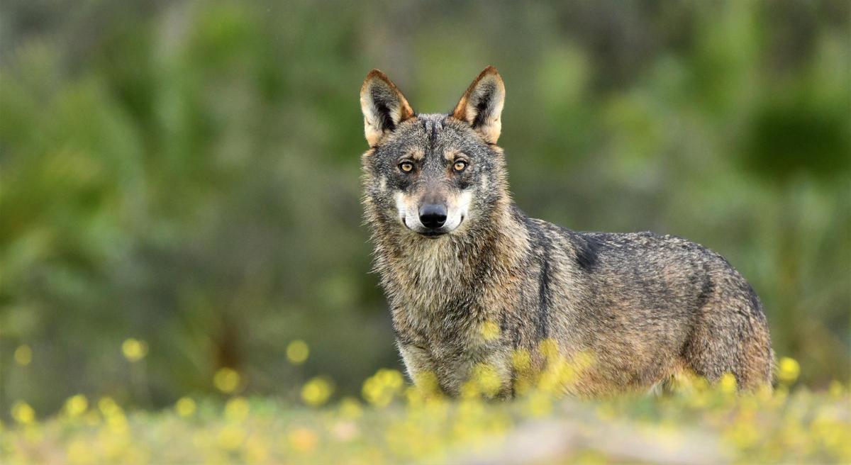 Ejemplar de lobo ibérico.