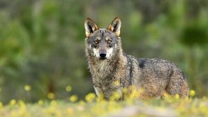 Ejemplar de lobo ibérico.