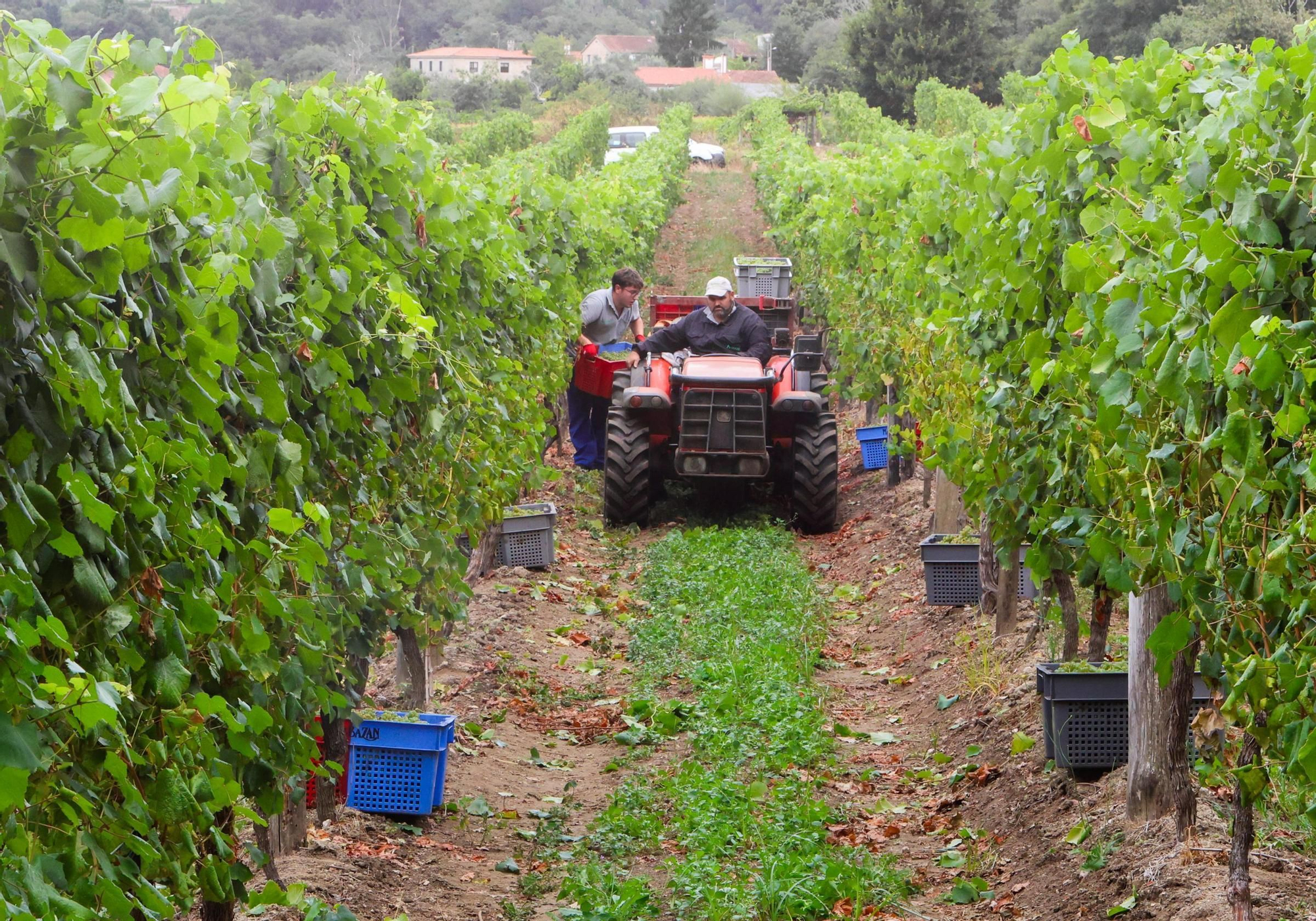 Recolección de uva para el primer espumoso de la bodega arousana Granbazán (O Salnés) en una parcela de Vedra (Ribeira do Ulla).