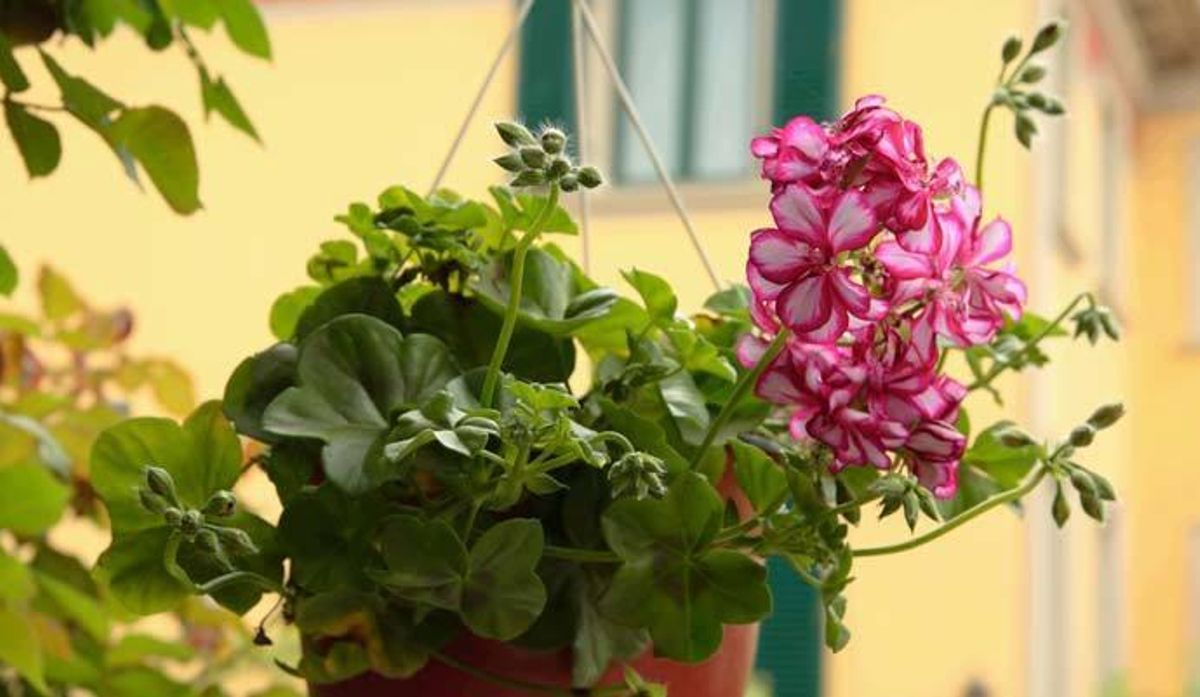 Estas son las plantas más resistentes para dar vida a tu balcón o terraza