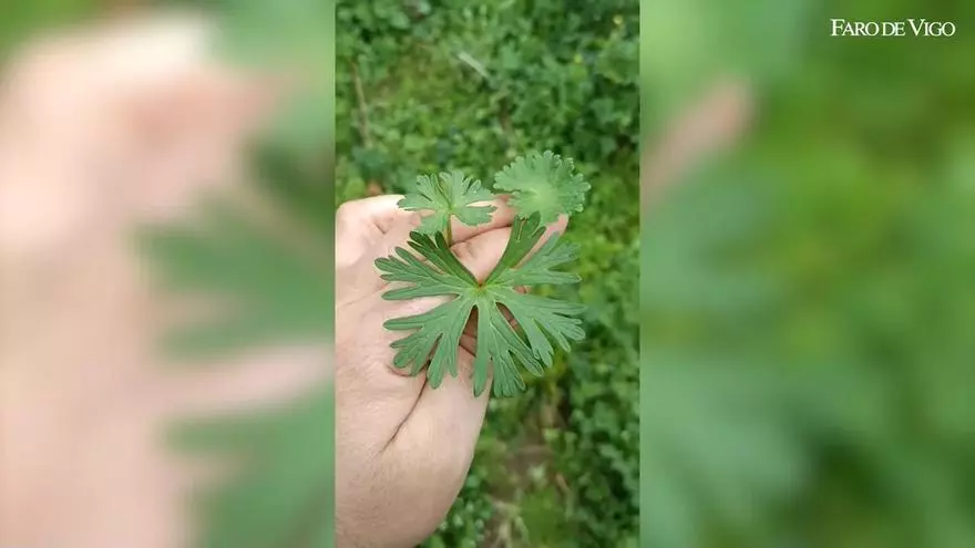 Un huerto cualquiera sin labrar puede revelar «tesoros» comestibles y medicinales en plena naturaleza