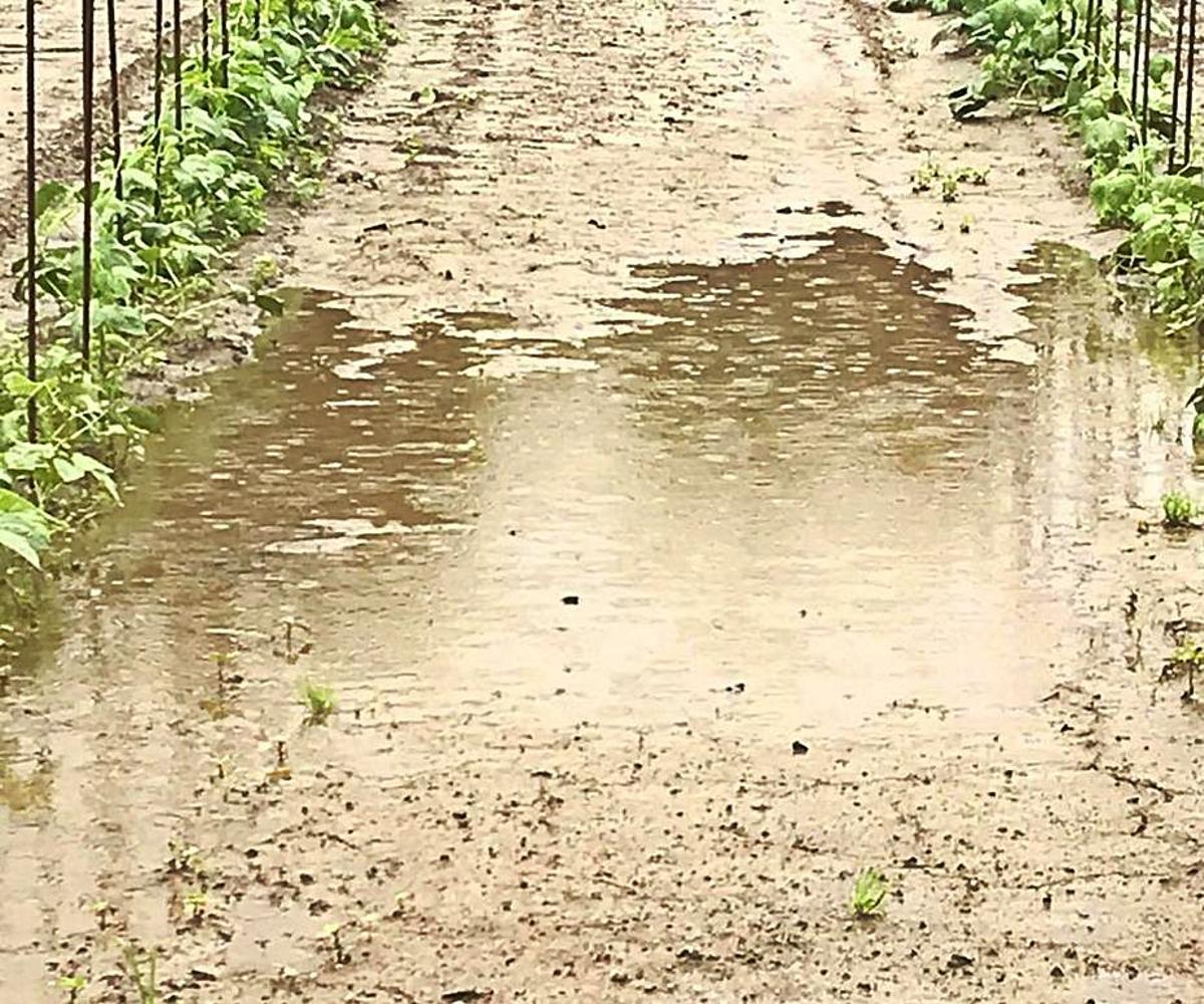 Cultivo inundado en Coaña.