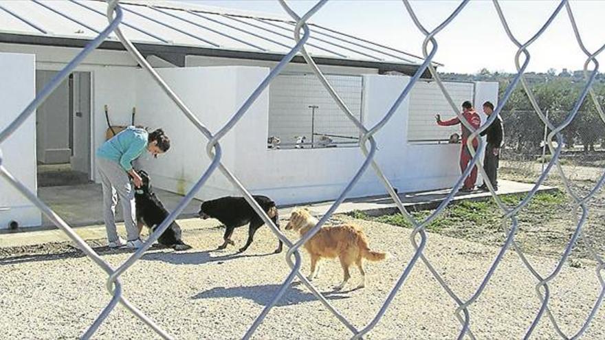 Dejan Huella pide ayuda para rehabilitar el refugio de perros