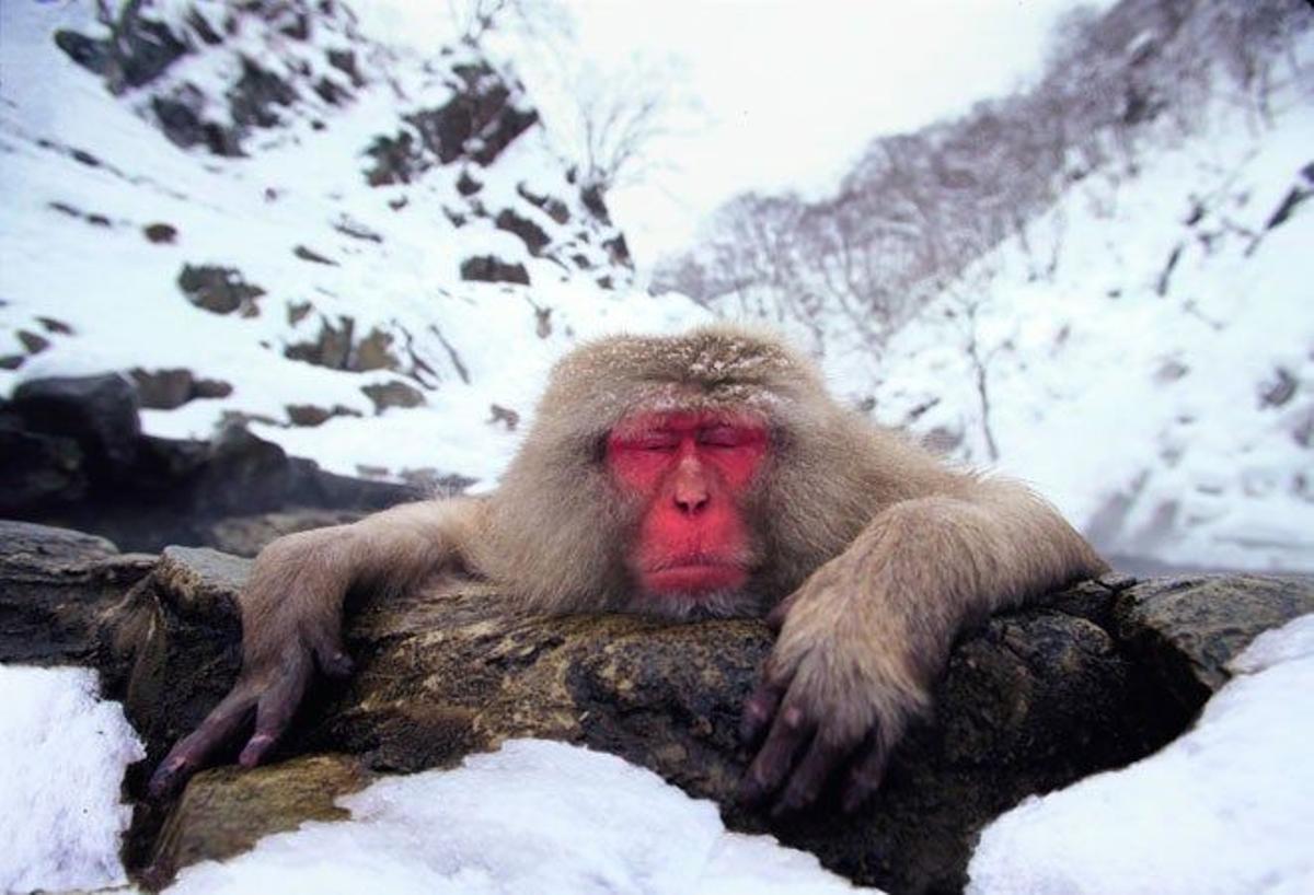 Macaco de cara roja en las aguas termales de la prefectura de Nagano, Japón.