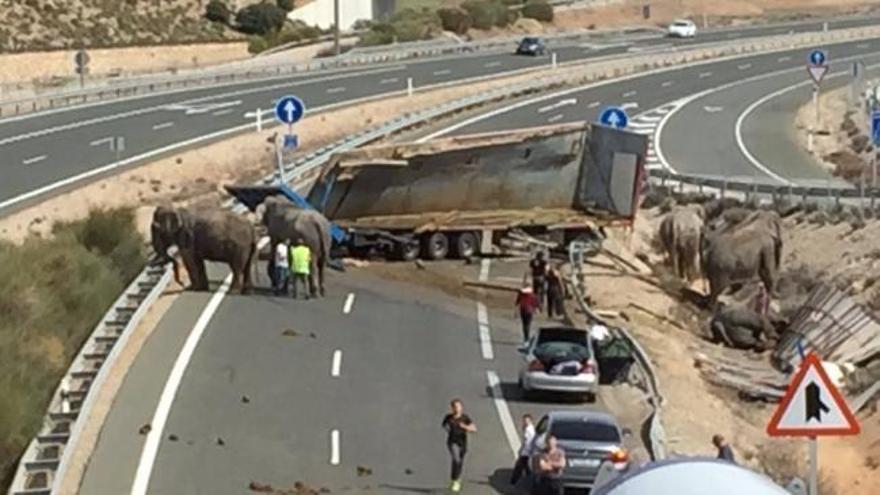 El accidente de un camión cargado con elefantes obliga a cortar la A-30