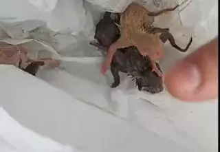 Muere el último de los cinco gatos de la camada arrojada a la basura en Cangas