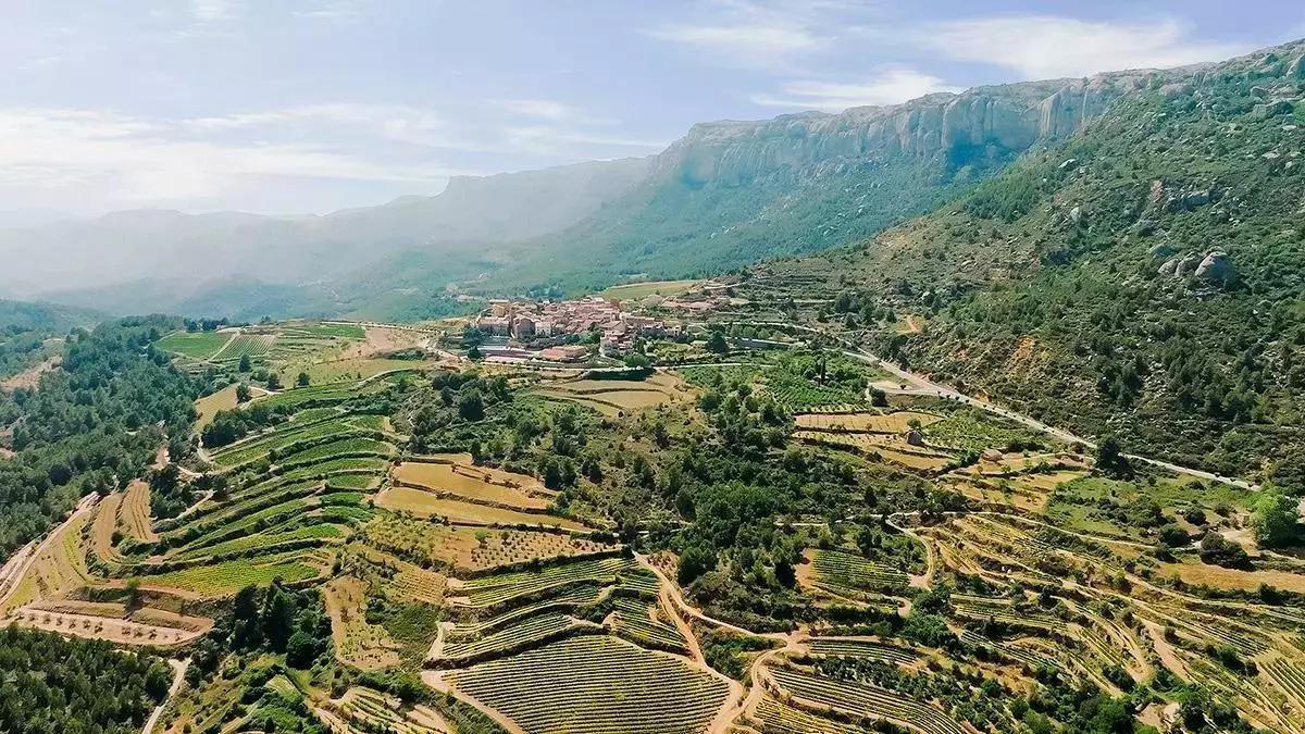 Viñedos en terrazas del Montsant, esencia vinícola de la comarca