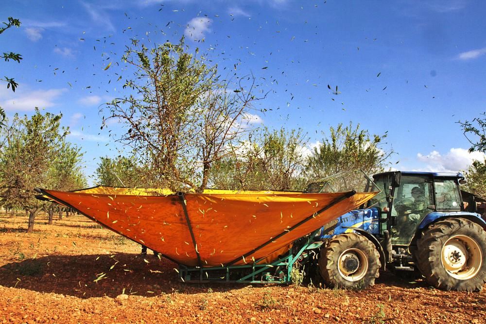 Alejandro Aristondo, Leiter der Kooperative Fruits Secs, zeigt auf einem Mandelfeld, wie zwei Maschinen die Früchte von den Bäumen holen, sie von den Blättern trennen und gleichzeitig die grünen Schal