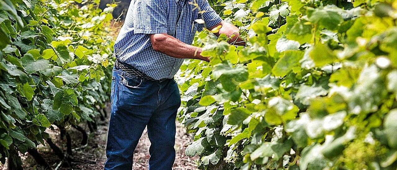 Domingo Martín, viticultor y propietario de Bodegas Marba, en su finca situada en Tegueste. | | MARÍA PISACA