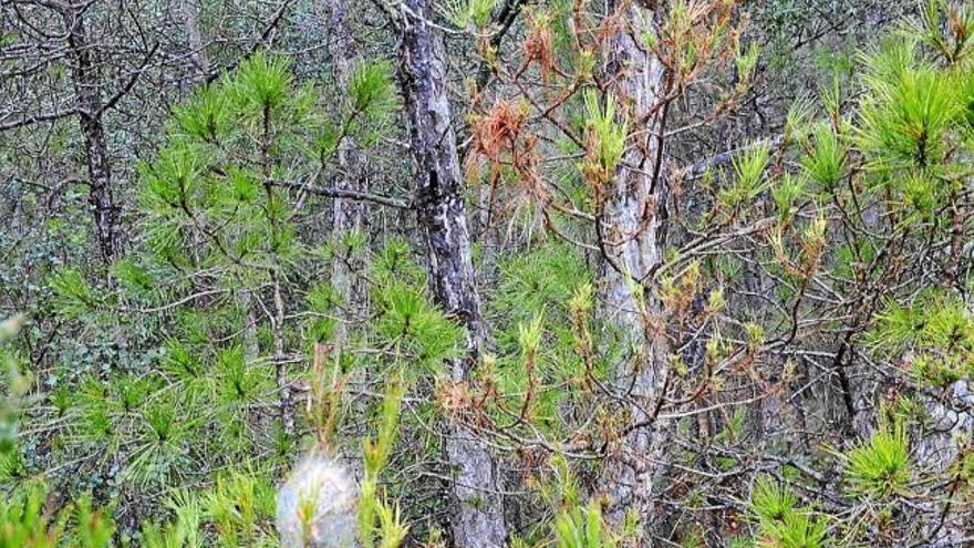 Pins afectats per la processionària als boscos del Solsonès