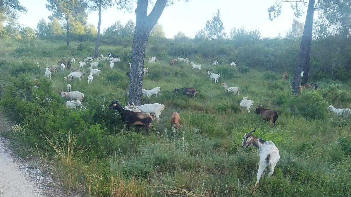Algunas de las 350 cabras introducidas en el monte de Xeraco para prevenir incendios.