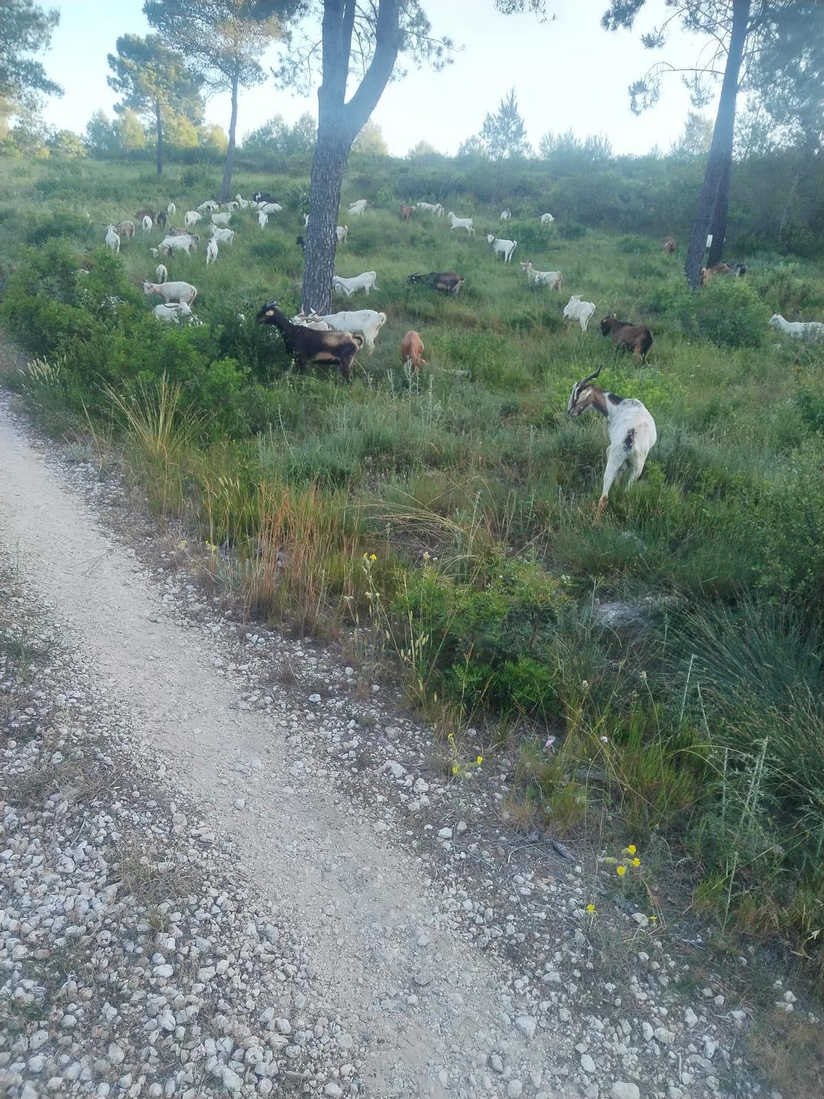 Algunas de las 350 cabras introducidas en el monte de Xeraco para prevenir incendios.