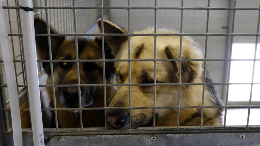 SOS desde la Diputación de Zaragoza: más de 20 perros necesitan un hogar