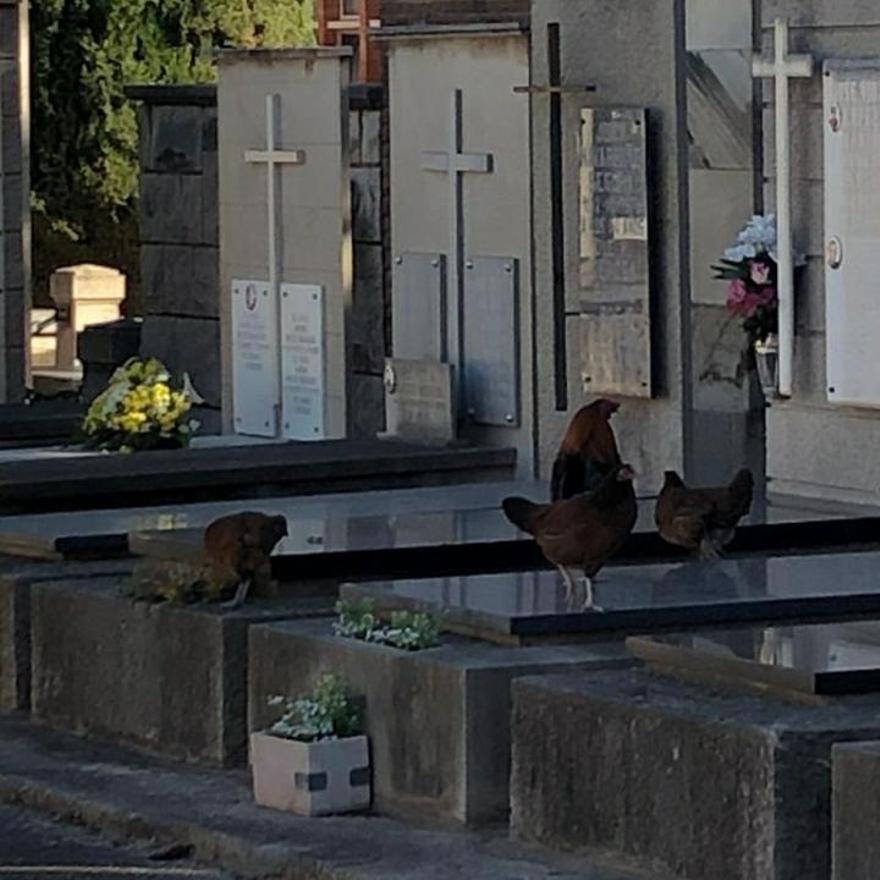 Las gallinas encima de las tumbas del cementerio San José de Castelló