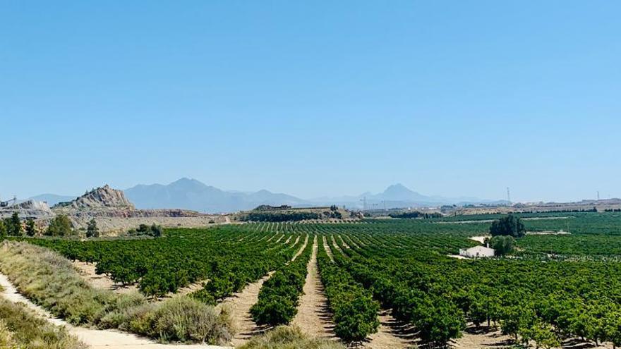 Cemex exportará a China 250 toneladas de cítricos cultivados en su antigua cantera de Alicante