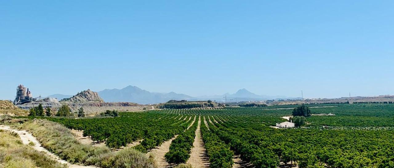 Cemex exportará a China 250 toneladas de cítricos cultivados en su antigua  cantera de Alicante - Información